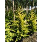 Arany leyland ciprus 10 lit. CUPRESSOCYPARIS LEYLANDII GOLD RIDER Konténeres 10 lit. 100/125cm