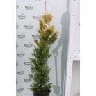 Arany leyland ciprus 10 lit. CUPRESSOCYPARIS LEYLANDII GOLD RIDER Konténeres 10 lit. 100/125cm