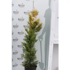   Arany leyland ciprus 10 lit. CUPRESSOCYPARIS LEYLANDII GOLD RIDER Konténeres 10 lit. 100/125cm