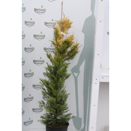 Arany leyland ciprus 10 lit. CUPRESSOCYPARIS LEYLANDII GOLD RIDER Konténeres 10 lit. 100/125cm