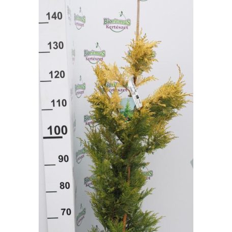 Arany leyland ciprus 10 lit. CUPRESSOCYPARIS LEYLANDII GOLD RIDER Konténeres 10 lit. 100/125cm