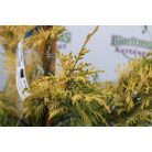 Arany leyland ciprus 10 lit. CUPRESSOCYPARIS LEYLANDII GOLD RIDER Konténeres 10 lit. 100/125cm
