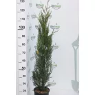 Oszlopos leylandi ciprus Cupressocyparis leylandii '2001'(”2001”) CLT. 5 80/100