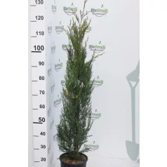   Oszlopos leylandi ciprus Cupressocyparis leylandii '2001'(”2001”) CLT. 5 80/100