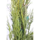 Oszlopos leylandi ciprus Cupressocyparis leylandii '2001'(”2001”) CLT. 5 80/100