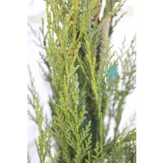   Oszlopos leylandi ciprus Cupressocyparis leylandii '2001'(”2001”) CLT. 5 80/100