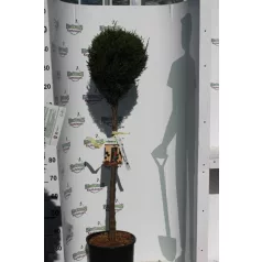  Oszlopos leylandi ciprus Cupressocyparis leylandii '2001' CLT. 18 törzses