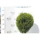 Oszlopos leylandi ciprus Cupressocyparis leylandii '2001' CLT. 18 törzses
