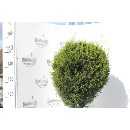 Oszlopos leylandi ciprus Cupressocyparis leylandii '2001' CLT. 18 törzses