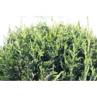 Oszlopos leylandi ciprus Cupressocyparis leylandii '2001' CLT. 18 törzses