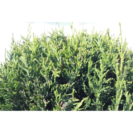 Oszlopos leylandi ciprus Cupressocyparis leylandii '2001' CLT. 18 törzses