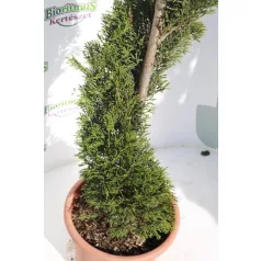   Oszlopos leylandi ciprus CUPRESSOCYPARIS LEY. PYRAMIDALIS (”2001”) LV 9 SPIRAL