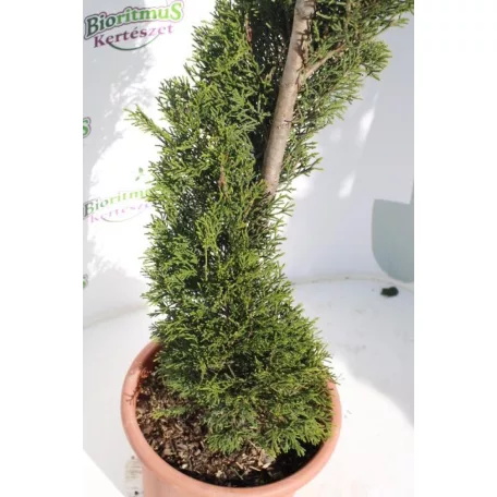 Oszlopos leylandi ciprus CUPRESSOCYPARIS LEY. PYRAMIDALIS (”2001”) LV 9 SPIRAL