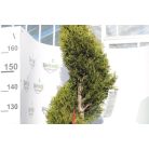 Oszlopos leylandi ciprus CUPRESSOCYPARIS LEY. PYRAMIDALIS (”2001”) LV 24 150/160 SPIRAL