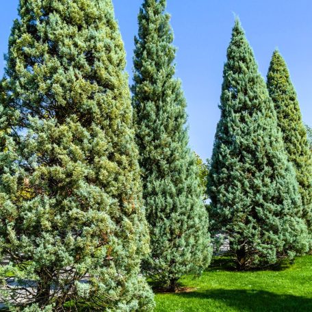 Arizóniai ciprus 3 lit. CUPRESSUS ARIZONICA FASTIGIATA CLT. 3