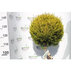  Szoba ciprus Cupressus macrocarpa Goldcrest CLT. 18 HALF STANDARD