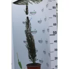 Európai ciprus CUPRESSUS SEMPERVIRENS PYRAMIDALIS CLT. 3