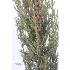 Európai ciprus CUPRESSUS SEMPERVIRENS PYRAMIDALIS CLT. 3