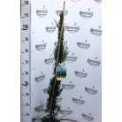 Európai ciprus CUPRESSUS SEMPERVIRENS PYRAMIDALIS CLT. 3