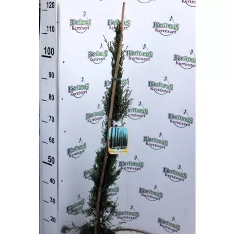 Európai ciprus CUPRESSUS SEMPERVIRENS PYRAMIDALIS CLT. 3