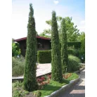 Európai ciprus CUPRESSUS SEMPERVIRENS PYRAMIDALIS CLT. 3