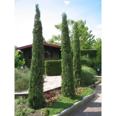 Európai ciprus CUPRESSUS SEMPERVIRENS PYRAMIDALIS CLT. 3
