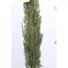 Európai (toszkán vagy olasz) ciprus CUPRESSUS SEMPERVIRENS PYRAMIDALIS CLT. 7
