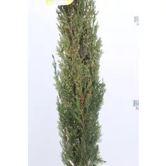   Európai (toszkán vagy olasz) ciprus CUPRESSUS SEMPERVIRENS PYRAMIDALIS CLT. 7