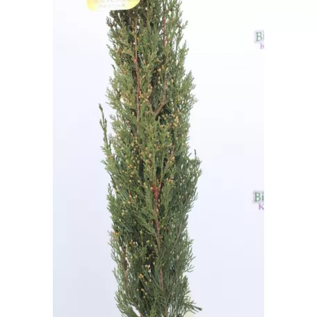 Európai (toszkán vagy olasz) ciprus CUPRESSUS SEMPERVIRENS PYRAMIDALIS CLT. 7