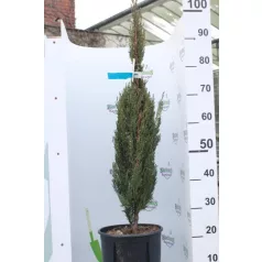   Európai (toszkán vagy olasz) ciprus CUPRESSUS SEMPERVIRENS PYRAMIDALIS Konténeres 10 lit.
