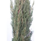 Európai (toszkán vagy olasz) ciprus CUPRESSUS SEMPERVIRENS PYRAMIDALIS Konténeres 10 lit.