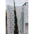 Európai (toszkán vagy olasz) ciprus CUPRESSUS SEMPERVIRENS PYRAMIDALIS Konténeres 15 lit. 150/175