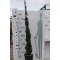   Európai (toszkán vagy olasz) ciprus CUPRESSUS SEMPERVIRENS PYRAMIDALIS Konténeres 15 lit. 150/175