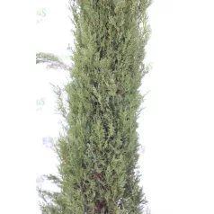   Európai (toszkán vagy olasz) ciprus CUPRESSUS SEMPERVIRENS PYRAMIDALIS CLT. 25 175/200