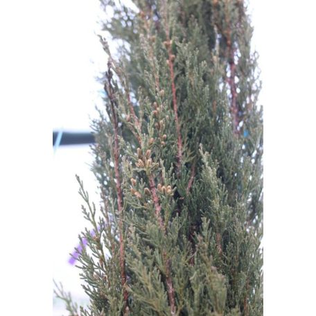 Európai (toszkán vagy olasz) ciprus CUPRESSUS SEMPERVIRENS PYRAMIDALIS CLT. 25 175/200