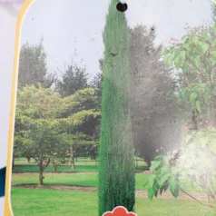 Európai ciprus Totem CUPRESSUS SEMPERVIRENS TOTEM CLT. 3