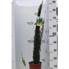 Európai ciprus Totem CUPRESSUS SEMPERVIRENS TOTEM CLT. 3