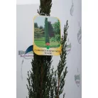 Európai ciprus Totem CUPRESSUS SEMPERVIRENS TOTEM CLT. 3