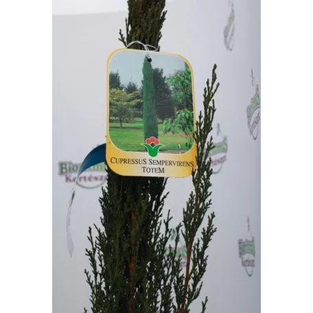 Európai ciprus Totem CUPRESSUS SEMPERVIRENS TOTEM CLT. 3