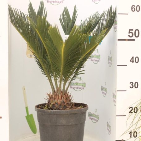 Cikász pálma CYCAS REVOLUTA CLT. 7