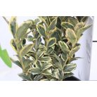 Japán kecskerágó EUONYMUS JAP. BRAVO CLT. 3