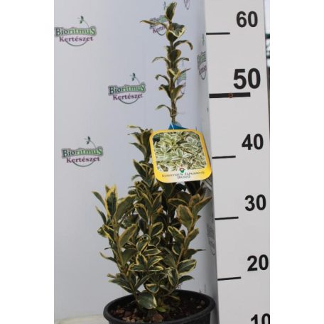 Japán kecskerágó EUONYMUS JAP. BRAVO CLT. 3