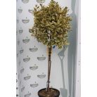 Fehértarka japán kecskerágó törzses EUONYMUS JAP. BRAVO Konténeres 15 lit. HALF STANDARD