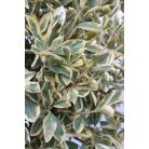 Fehértarka japán kecskerágó törzses EUONYMUS JAP. BRAVO Konténeres 15 lit. HALF STANDARD