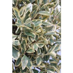   Fehértarka japán kecskerágó törzses EUONYMUS JAP. BRAVO Konténeres 15 lit. HALF STANDARD