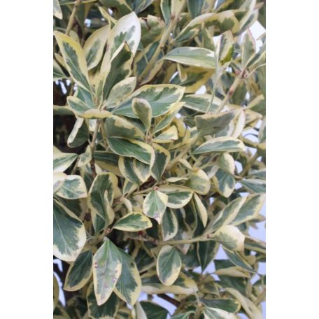 Fehértarka japán kecskerágó törzses EUONYMUS JAP. BRAVO Konténeres 15 lit. HALF STANDARD