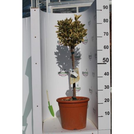 Japán kecskerágó törzses EUONYMUS JAP. BRAVO LV 9 MINI STANDARD