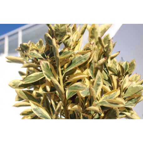 Japán kecskerágó törzses EUONYMUS JAP. BRAVO LV 9 MINI STANDARD