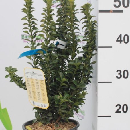 Japán kecskerágó EUONYMUS JAPONICUS BENKOMASAKI ERECTA CLT. 3