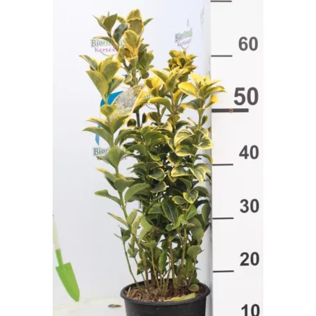 Japán kecskerágó EUONYMUS JAP. ELEGANT AUREUS CLT. 3